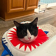 Chicken And Rosie joined the competition — help win amazing prizes! cat, tuxedo_cat, black_and_white, inflatable_collar, pet, whiskers, ears, eyes, pink_nose, close_up, portrait, indoor, bathroom, wooden_cabinet, tile_wall, rug, floor, curious, sitting, cute