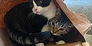 Chicken And Rosie joined the competition — help win amazing prizes! cat, two_cats, paper_bag, tuxedo_cat, tabby_cat, hiding, cozy, indoor, whiskers, paws, fur, wide_eyes, curiosity, playful, couch, remote_control, clutter, household_items, table, nestled