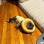cat, tabby_cat, pet, indoor, hardwood_floor, wooden_floor, donut_pillow, protective_collar, pet_clothing, resting, lounging, sofa, cushion, living_room, cozy, sleepy, paws, toy, cardboard_box, litter_box