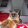 Muffin a rejoint le concours — aidez-le/la à gagner de superbes lots ! cat, siamese_cat, paws, stretching, sleepy, indoor, blanket, red_blanket, white_pattern, wooden_ceiling, window, framed_picture, wall, cozy, pet, animal, feline, close_up, resting, home