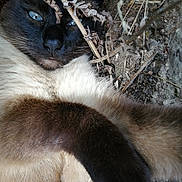 Muffin a rejoint le concours — aidez-le/la à gagner de superbes lots ! cat, siamese_cat, blue_eyes, fur, whiskers, paw, outdoor, dry_leaves, twigs, nature, relaxed, close_up, animal, pet, ground, earth, feline, mammal, sleepy, resting