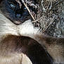 cat, siamese_cat, blue_eyes, fur, whiskers, paw, outdoor, dry_leaves, twigs, nature, relaxed, close_up, animal, pet, ground, earth, feline, mammal, sleepy, resting