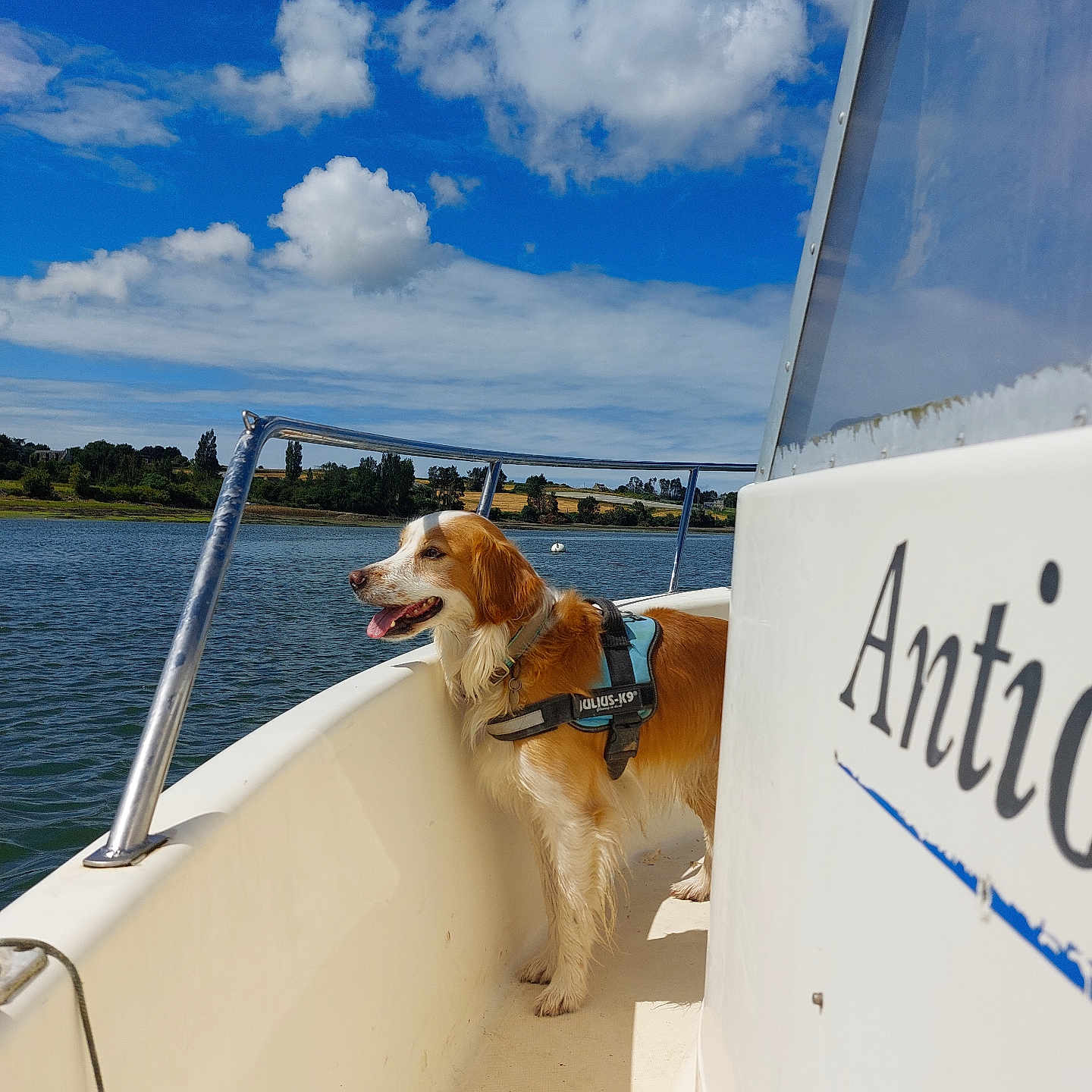 Nouba participe au concours pour gagner de l'argent avec cette photo : adventure, animal, blue_sky, boat, canine, clouds, daylight, dog, happy, harness, landscape, nature, outdoor, pet, river, sky, summer, tongue_out, travel, water