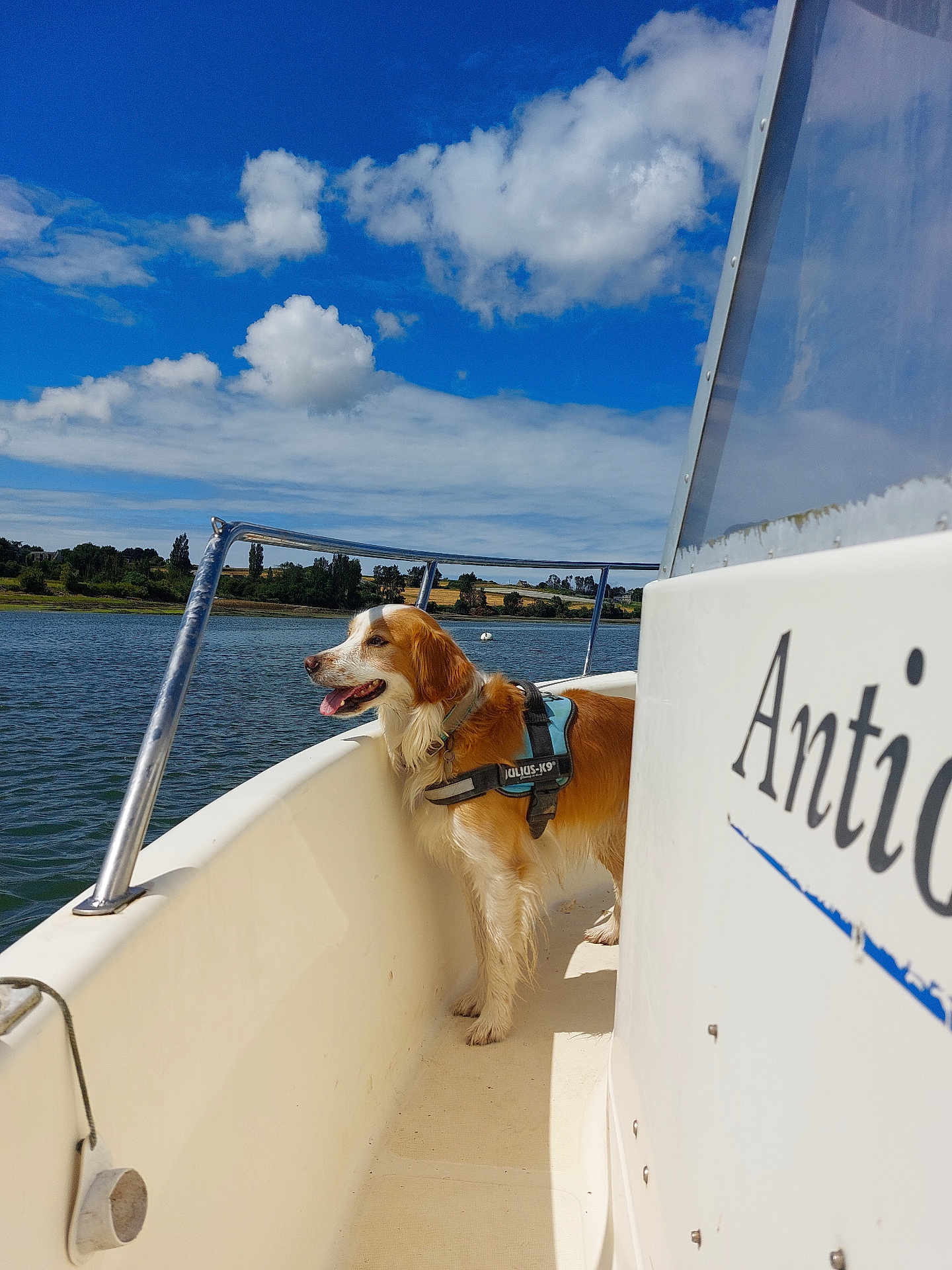Nouba participe au concours pour gagner de l'argent avec cette photo : dog, boat, water, sky, clouds, harness, outdoor, canine, pet, nature, daylight, animal, blue_sky, river, adventure, summer, landscape, happy, tongue_out, travel