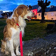 Nouba a rejoint le concours — aidez-le/la à gagner de superbes lots ! animal, building, canine, clouds, dog, evening, fur, grass, house, leash, nature, outdoor, pet, red_leash, side_view, sky, stone_wall, trees, twilight, window