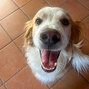 Nouba participe au concours pour gagner de l'argent avec cette photo : dog, close_up, happy, smiling, pet, canine, indoor, floor, tile, mouth_open, fur, animal, curious, playful, paw, tail, nose, eye, tongue, footwear