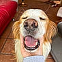 animal, canine, close_up, cozy, dog, eyes_closed, floor, fur, furniture, golden_retriever, hand, happy, indoor, nose, panting, pet, portrait, relaxed, smiling, tongue