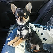 Ulysse a rejoint le concours — aidez-le/la à gagner de superbes lots ! puppy, dog, chihuahua, pet, car_interior, dog_bed, leash, collar, black_dog, small_dog, cute, animal, star_pattern, seat, seatbelt, indoor, pet_accessory, young_dog, alert, resting