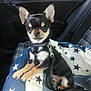 puppy, dog, chihuahua, pet, car_interior, dog_bed, leash, collar, black_dog, small_dog, cute, animal, star_pattern, seat, seatbelt, indoor, pet_accessory, young_dog, alert, resting