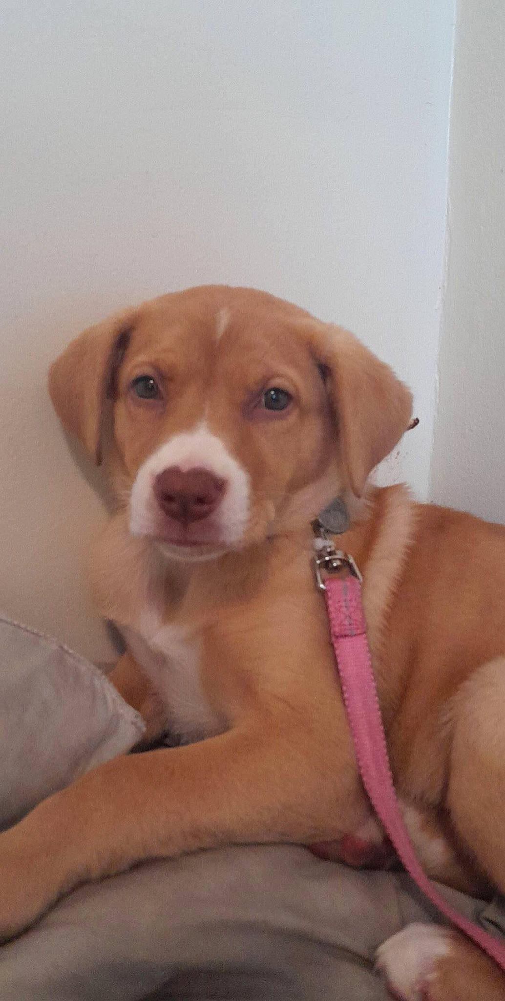 Lyta joined the competition — help win amazing prizes! canidae, carnivore, collar, companion_dog, dog, dog_breed, dog_collar, ear, fawn, flooring, fur, hunting_dog, liver, non_sporting_group, paw, snout, sporting_group, whiskers, working_animal