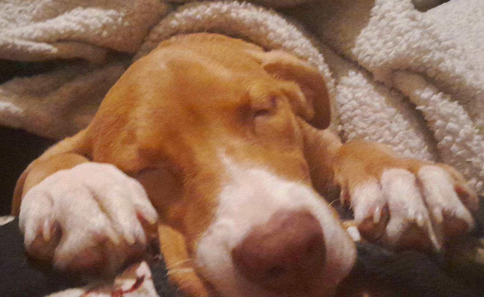 Lyta is registered to the contest to win money with this photo: bored, carnivore, comfort, companion_dog, dog, dog_breed, ear, fur, gun_dog, liver, paw, sporting_group, terrestrial_animal, whiskers, working_animal