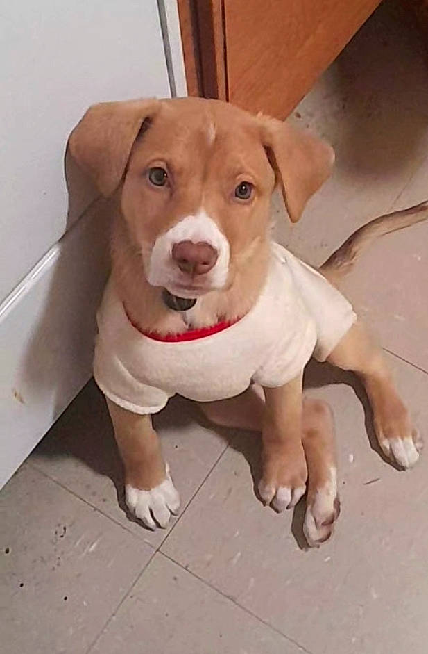 Lyta joined the competition — help win amazing prizes! canidae, carnivore, companion_dog, dog, dog_breed, fawn, flooring, hunting_dog, liver, paw, pet_supply, puppy, snout, sporting_group, whiskers, wood, working_animal