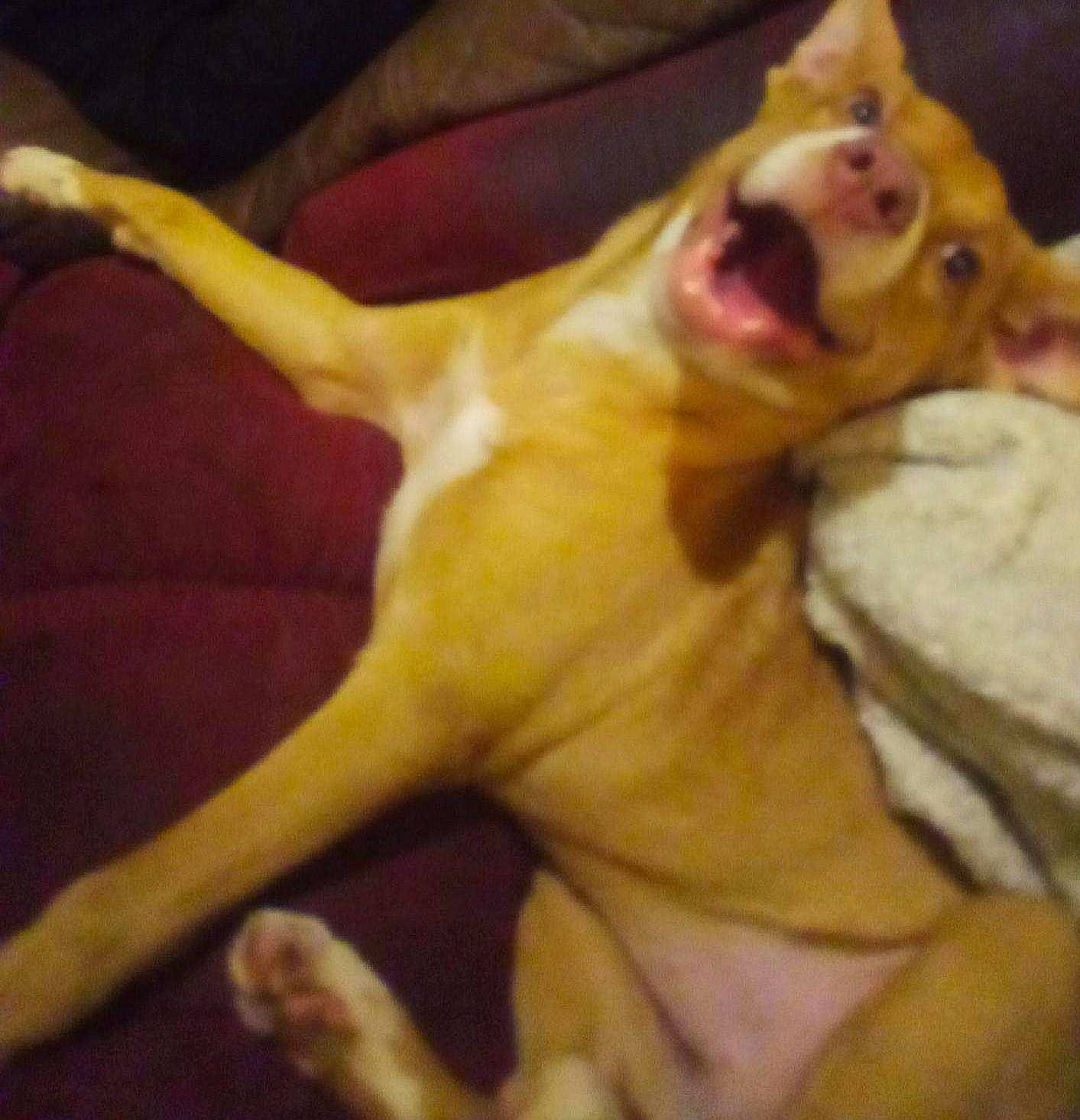 Lyta is registered to the contest to win money with this photo: canidae, carnivore, comfort, companion_dog, dog, dog_breed, ear, fawn, fur, happy, jaw, paw, pleased, snout, sporting_group, tail, terrestrial_animal, toy_dog, whiskers, working_animal