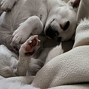 Shelby participe au concours pour gagner de l'argent avec cette photo : dog, white_dog, sleeping, paw, blanket, cozy, indoor, pet, fur, relaxed, resting, cute, animal, napping, soft, comfort, closeup, warm, domestic_animal, bed