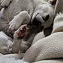 dog, white_dog, sleeping, paw, blanket, cozy, indoor, pet, fur, relaxed, resting, cute, animal, napping, soft, comfort, closeup, warm, domestic_animal, bed