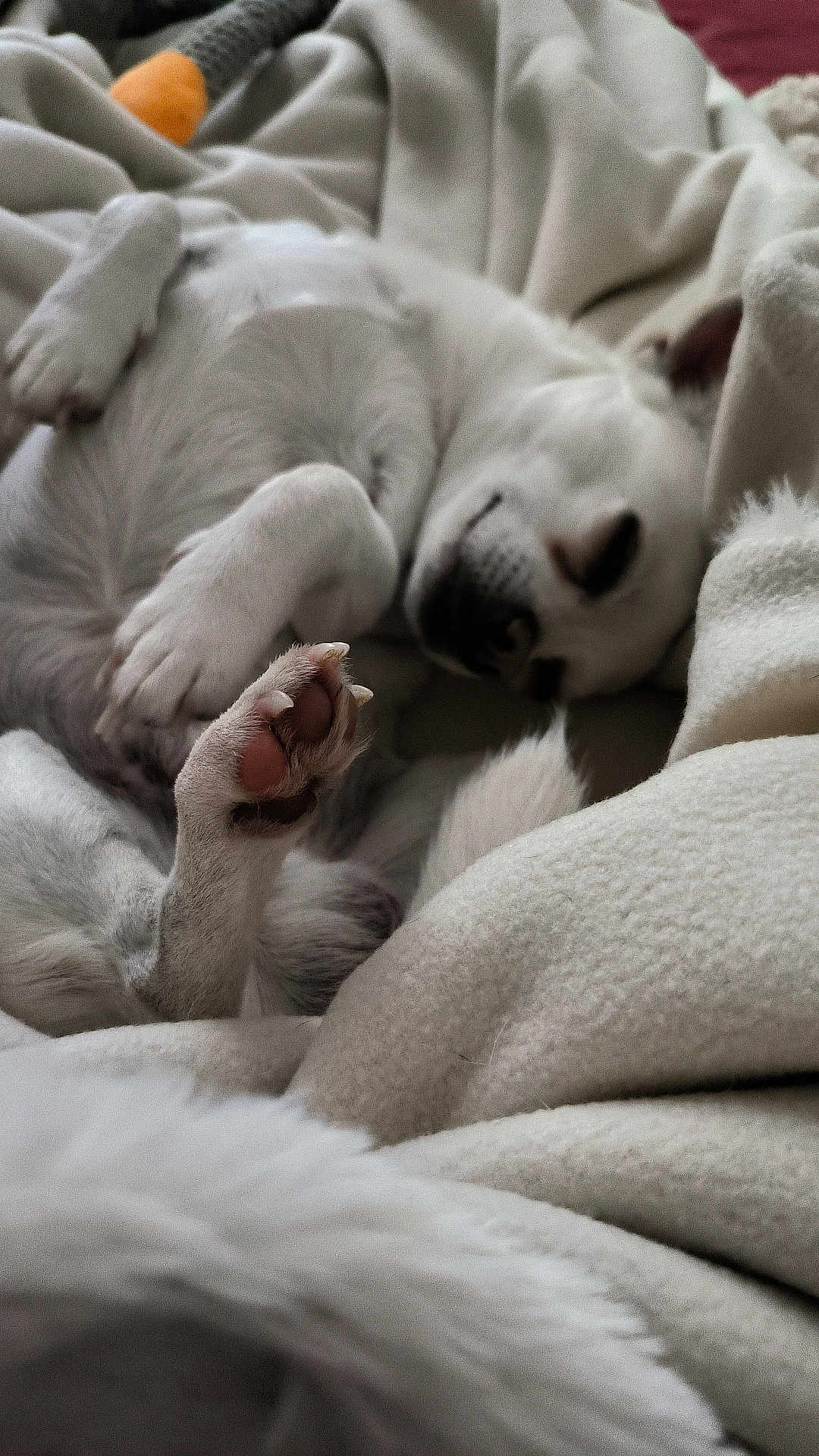 Shelby participe au concours pour gagner de l'argent avec cette photo : dog, white_dog, sleeping, paw, blanket, cozy, indoor, pet, fur, relaxed, resting, cute, animal, napping, soft, comfort, closeup, warm, domestic_animal, bed