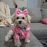 Zoey is registered to the contest to win money with this photo: animal, blanket, couch, cozy, curious, cute, decor, dog, fluffy, fur, home, indoor, living_room, pet, pink_bow, pink_outfit, portrait, seated, small_dog, textile