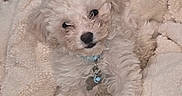 Zoey is registered to the contest to win money with this photo: adorable, animal, blanket, collar, companion, cozy, cute, dog, fluffy, fur, indoor, looking_up, lying_down, pet, puppy, relaxed, small_dog, soft, white_dog, young_dog