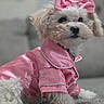 Zoey joined the competition — help win amazing prizes! accessory, animal, canine, costume, cozy, cute, dog, domestic_animal, fashion, fluffy, fur, indoor, pet, pink_bow, pink_clothing, portrait, relaxed, sitting, small_dog, soft_texture