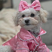 Zoey is registered to the contest to win money with this photo: dog, puppy, pink_bow, pink_pajamas, cute, fluffy, pet, indoor, close_up, portrait, white_fur, adorable, fashion, costume, animal, small_dog, soft_texture, domestic_animal, bedtime, cozy