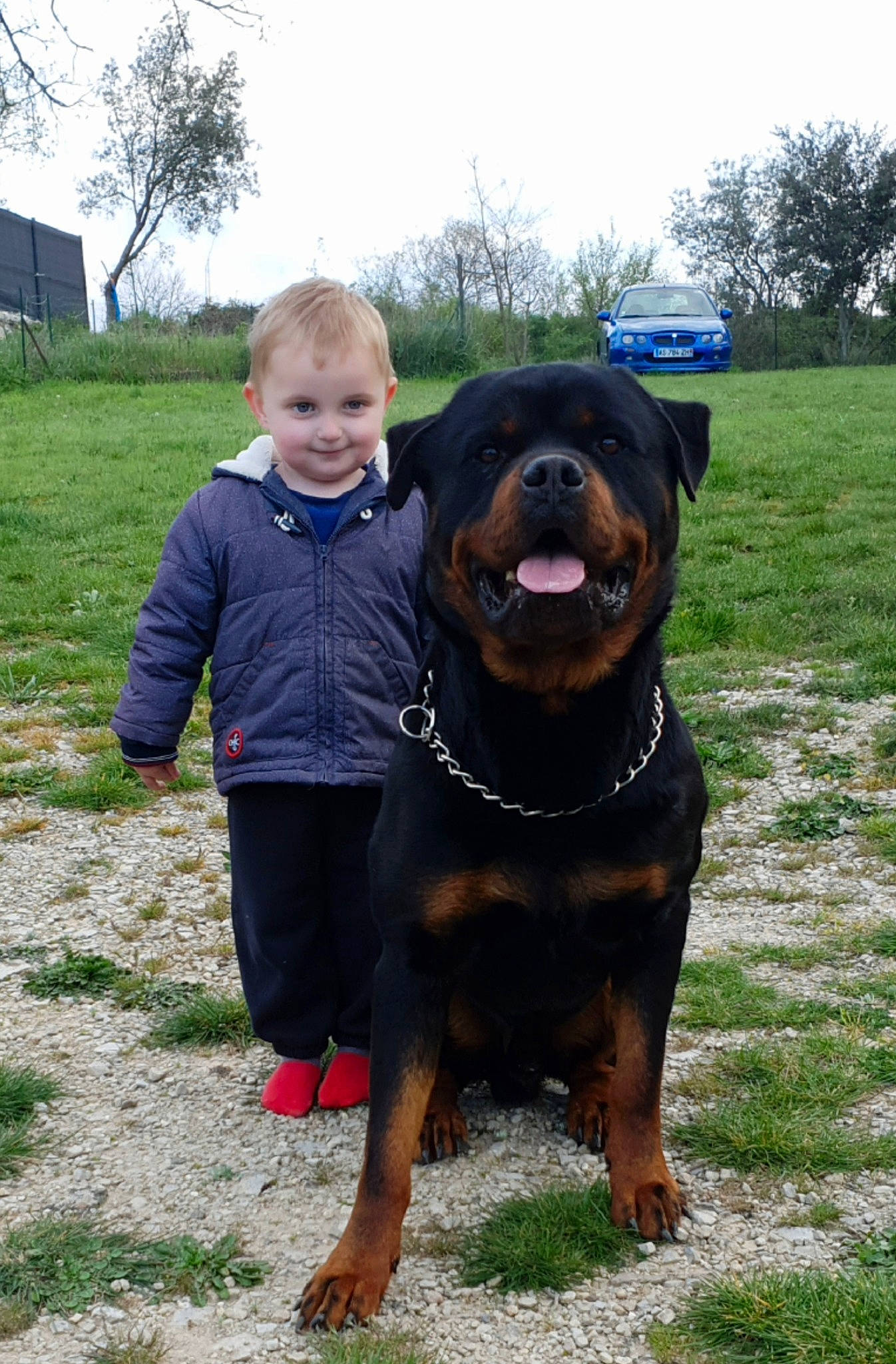 Laco participe au concours pour gagner de l'argent avec cette photo : canidae, carnivore, companion_dog, dog, dog_breed, mammal, molosser, rottweiler, sporting_group, vertebrate, working_dog