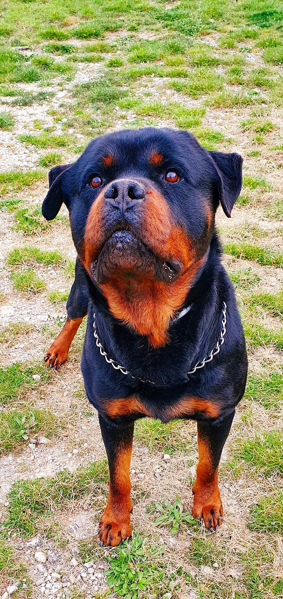 Laco participe au concours pour gagner de l'argent avec cette photo : canidae, carlin_pinscher, carnivore, companion_dog, dog, dog_breed, mammal, molosser, rare_breed_dog, rottweiler, snout, sporting_group, vertebrate, working_dog