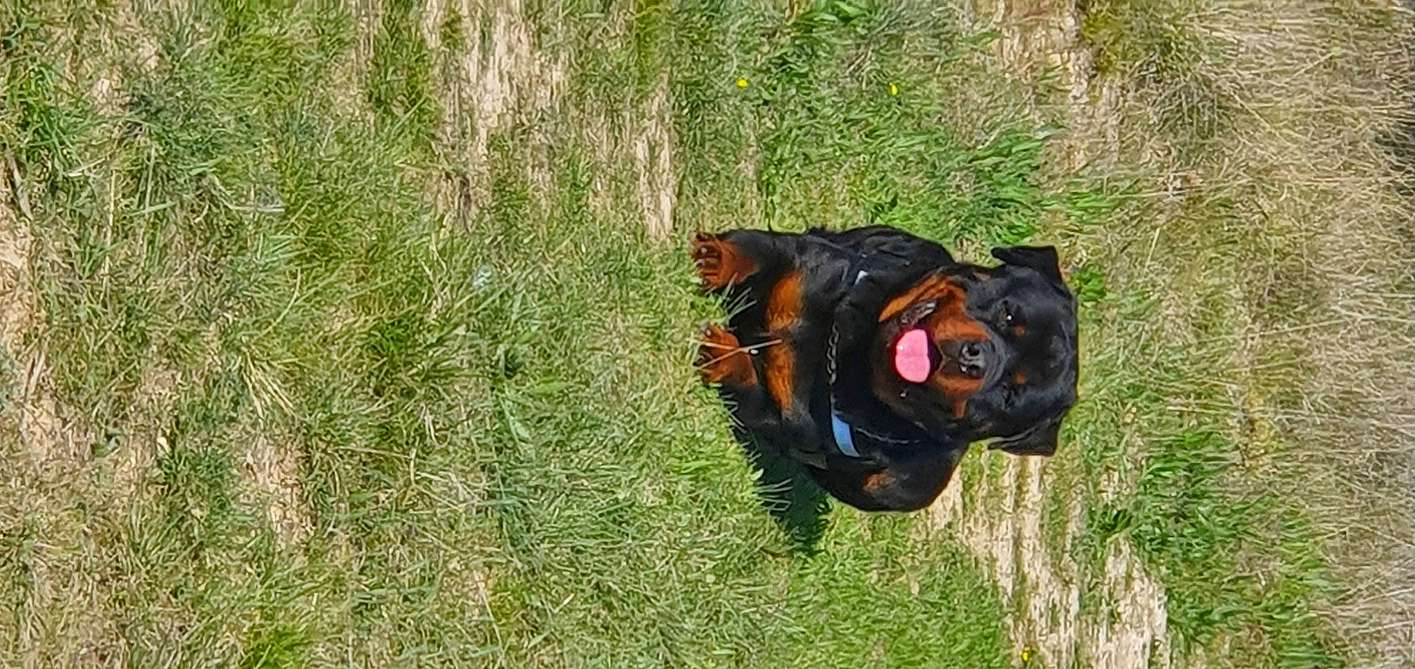 Laco participe au concours pour gagner de l'argent avec cette photo : canidae, carnivore, dog, dog_breed, grass, guard_dog, hunting_dog, rottweiler, sporting_group, working_dog