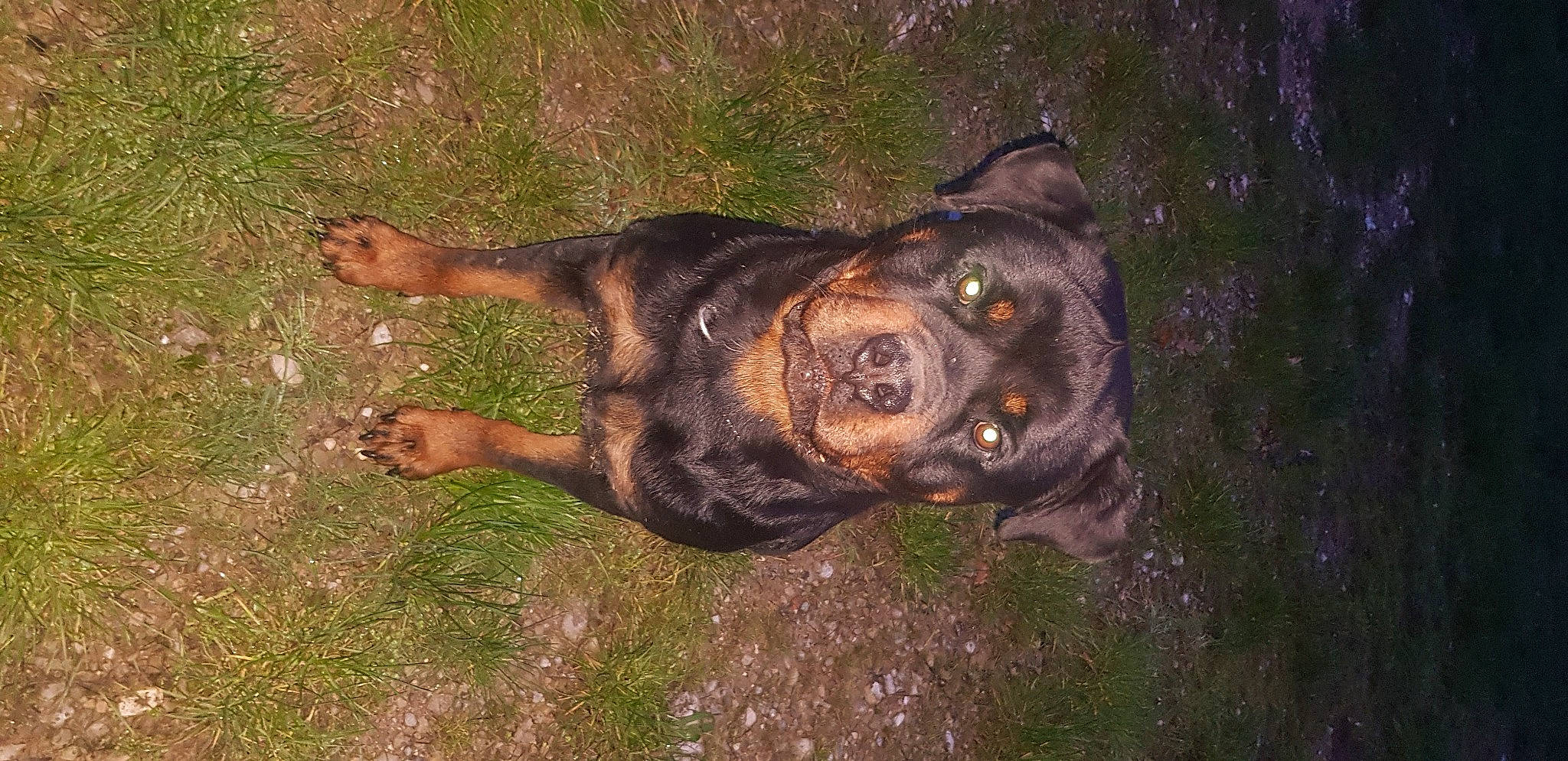 Laco a rejoint le concours — aidez-le/la à gagner de superbes lots ! canidae, carnivore, dog, dog_breed, fawn, grass, hunting_dog, rottweiler, snout, sporting_group