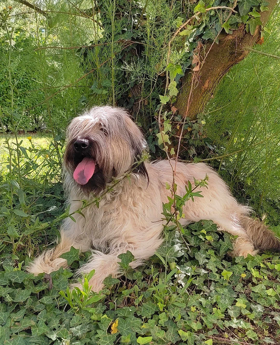 Roxa
