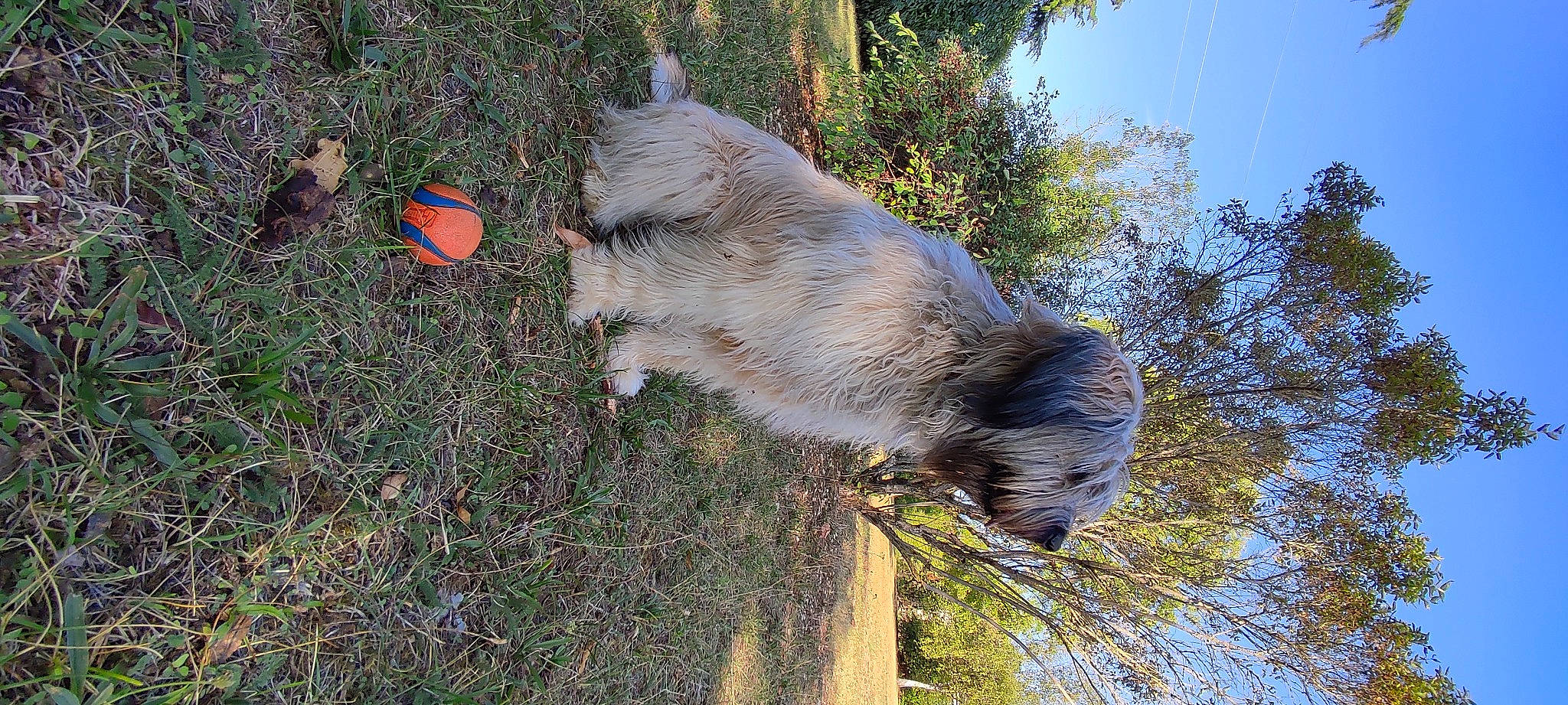 Roxa participe au concours pour gagner de l'argent avec cette photo : carnivore, dog, dog_breed, fur, grass, plant, sky, sporting_group, tail, terrestrial_animal, tree, trunk, twig, wildlife, wood