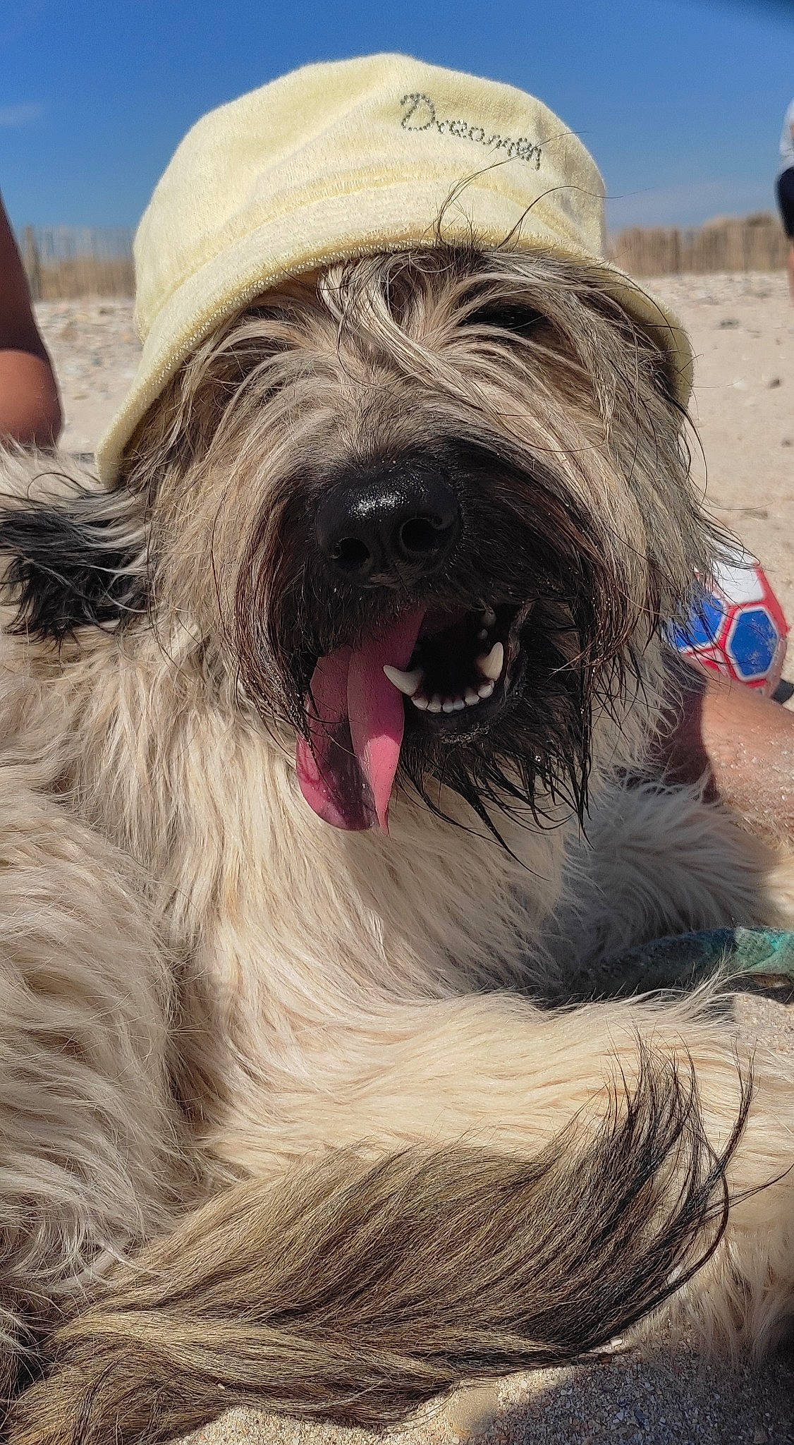 Roxa a rejoint le concours — aidez-le/la à gagner de superbes lots ! beach, canidae, carnivore, companion_dog, dog, dog_breed, fur, giant_dog_breed, landscape, sky, small_terrier, snout, sporting_group, terrier, working_animal, working_dog