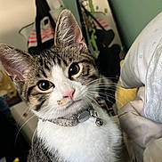 Prada Bear is registered to the contest to win money with this photo: cat, tabby, pet, collar, bell, indoor, bed, blanket, feline, whiskers, curious, fur, closeup, domestic_animal, animal, ears, face, eyes, nose, indoor_lighting