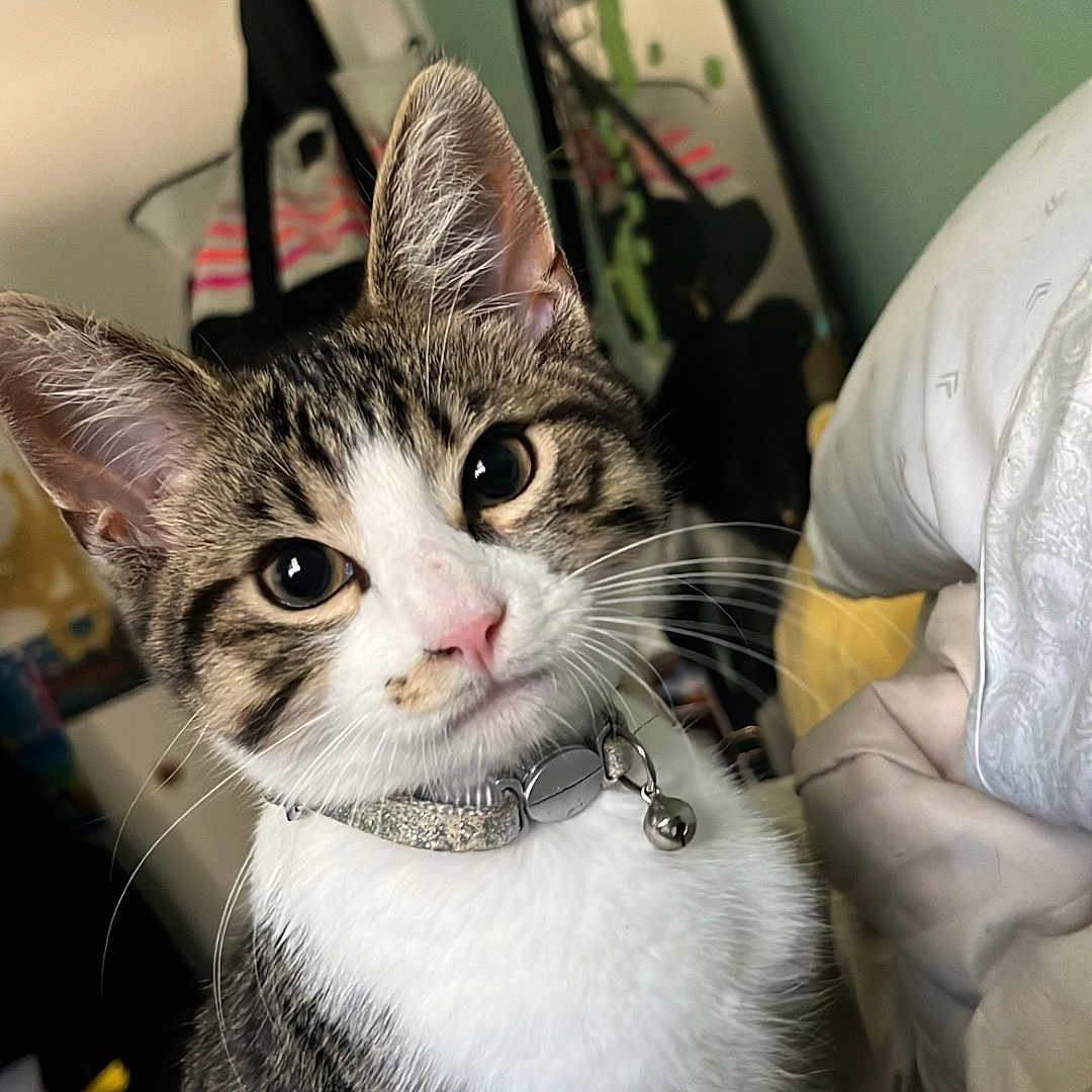 Prada Bear is registered to the contest to win money with this photo: animal, bed, bell, blanket, cat, closeup, collar, curious, domestic_animal, ears, eyes, face, feline, fur, indoor, indoor_lighting, nose, pet, tabby, whiskers