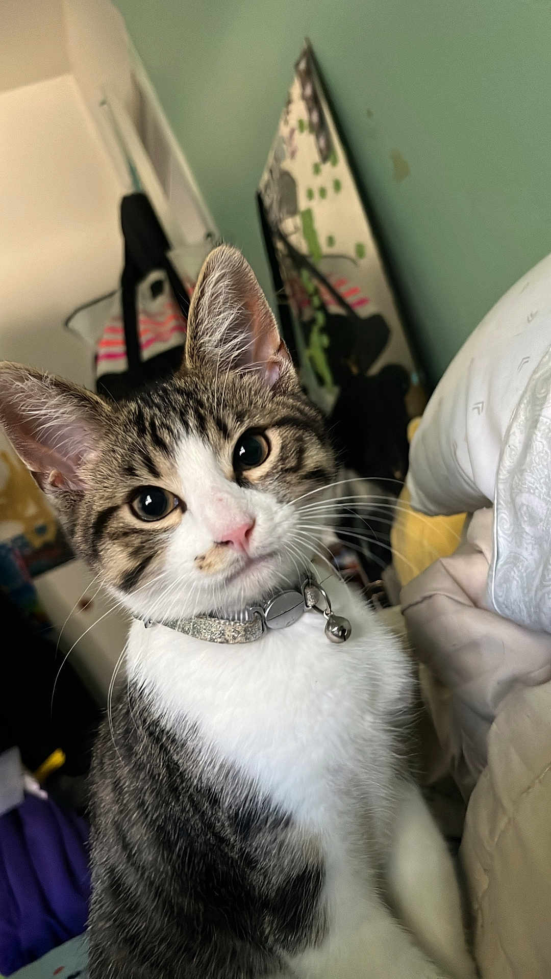 Prada Bear is registered to the contest to win money with this photo: cat, tabby, pet, collar, bell, indoor, bed, blanket, feline, whiskers, curious, fur, closeup, domestic_animal, animal, ears, face, eyes, nose, indoor_lighting