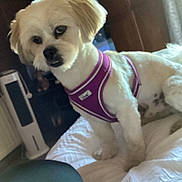Sonny is registered to the contest to win money with this photo: dog, pet, indoor, bed, purple_harness, white_fur, curious, fluffy, small_dog, furniture, window, blanket, cozy, house, animal, companion, domestic, cute, portrait, relaxed