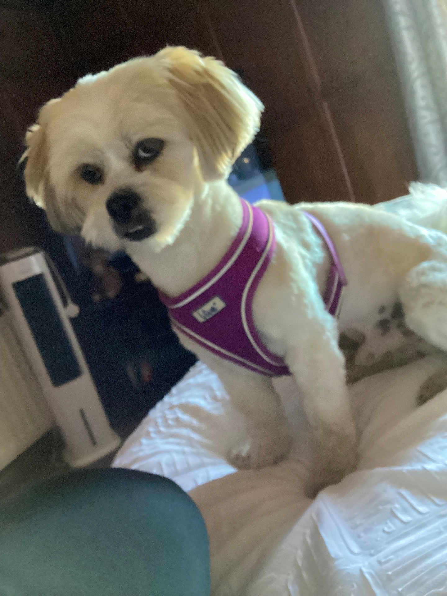 Sonny is registered to the contest to win money with this photo: dog, pet, indoor, bed, purple_harness, white_fur, curious, fluffy, small_dog, furniture, window, blanket, cozy, house, animal, companion, domestic, cute, portrait, relaxed