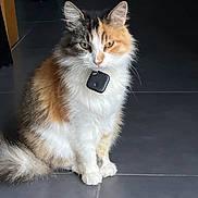 Canelle participe au concours pour gagner de l'argent avec cette photo : cat, calico, fluffy, pet, indoor, floor, tile, collar, tracking_device, animal, feline, sitting, whiskers, ears, tail, fur, cute, alert, domestic, mammal
