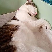 Guizmo participe au concours pour gagner de l'argent avec cette photo : cat, sleeping, feline, cozy, indoor, towel, resting, white_fur, brown_fur, pet, domestic_animal, relaxed, cute, animal, close_up, fur, whiskers, pink_nose, paw, side_view