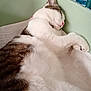 cat, sleeping, feline, cozy, indoor, towel, resting, white_fur, brown_fur, pet, domestic_animal, relaxed, cute, animal, close_up, fur, whiskers, pink_nose, paw, side_view