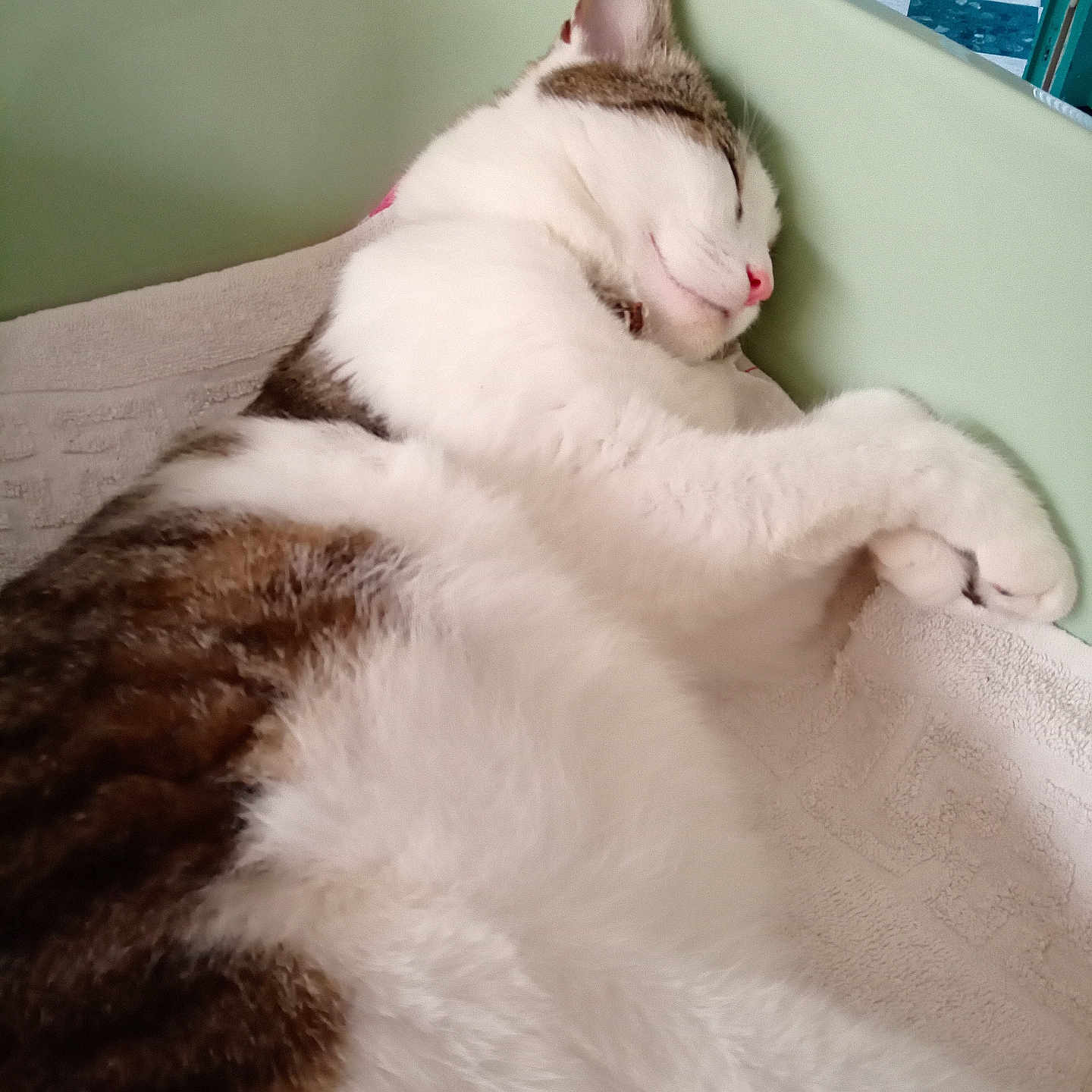 Guizmo participe au concours pour gagner de l'argent avec cette photo : animal, brown_fur, cat, close_up, cozy, cute, domestic_animal, feline, fur, indoor, paw, pet, pink_nose, relaxed, resting, side_view, sleeping, towel, whiskers, white_fur