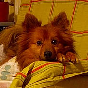 Joey participe au concours pour gagner de l'argent avec cette photo : dog, pet, animal, fluffy, brown, resting, paws, blanket, yellow, plaid, indoor, cozy, fur, cute, face, ears, looking, home, comfort, relaxed