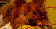 Joey participe au concours pour gagner de l'argent avec cette photo : animal, blanket, brown, comfort, cozy, cute, dog, ears, face, fluffy, fur, home, indoor, looking, paws, pet, plaid, relaxed, resting, yellow