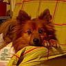 dog, pet, animal, fluffy, brown, resting, paws, blanket, yellow, plaid, indoor, cozy, fur, cute, face, ears, looking, home, comfort, relaxed
