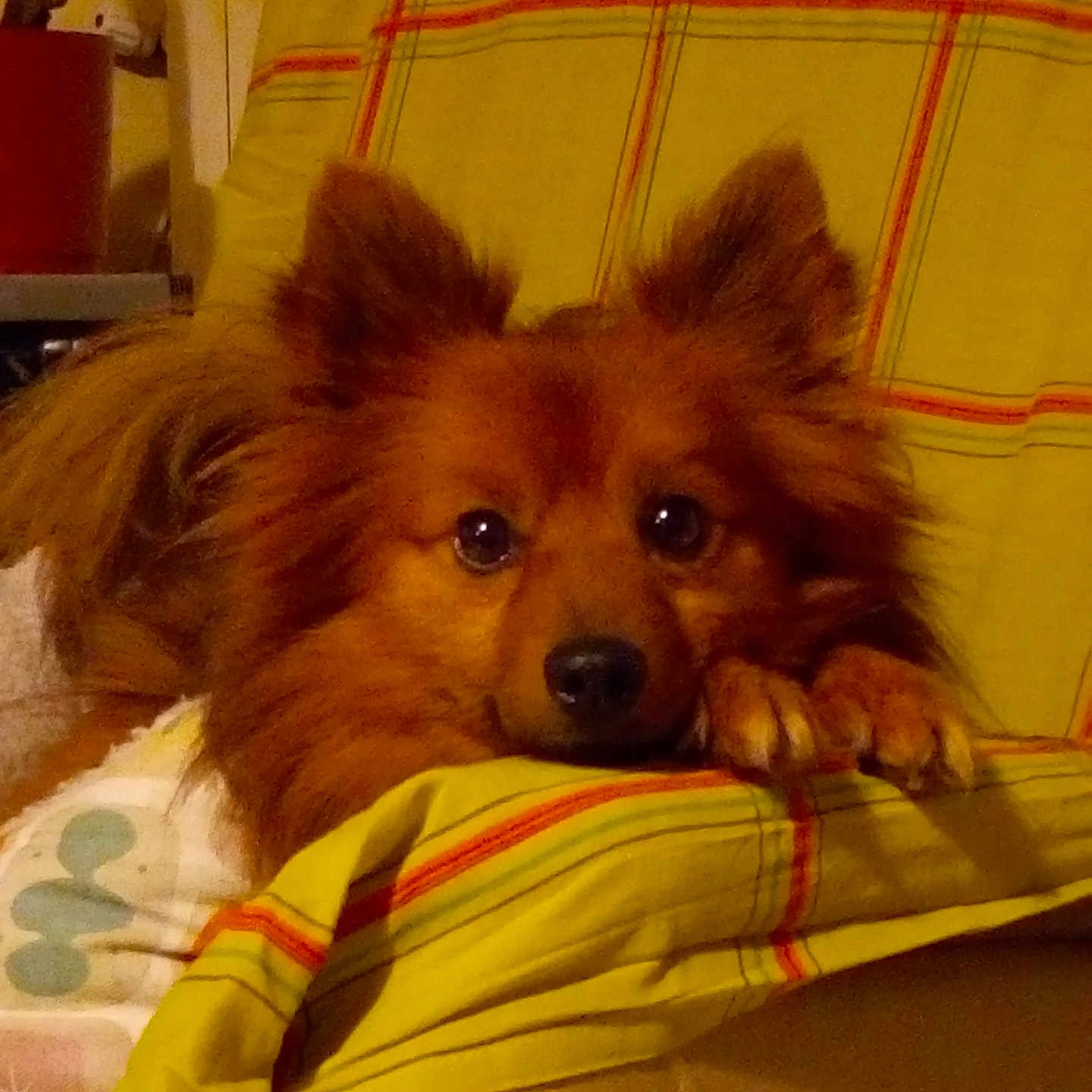 Joey