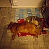 Tom participe au concours pour gagner de l'argent avec cette photo : animal, brown, cat, companion, cozy, dog, floor, furry, grey, home, indoor, mat, peaceful, pet, quiet, red, resting, sleeping, tabby, wooden_floor