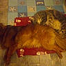 animal, beige_rug, blue_rug, cat, companion, cozy, dog, fishbone_pattern, floor, fluffy_dog, furry, indoor, pet, quiet, red_mat, resting, sleeping, tabby_cat, tiled_floor, two_animals