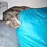 animal, blue_pillow, cardboard_box, cat, couch, cozy, domestic_animal, feline, fur, gray_cat, household, indoor, pet, pillow, relaxed, resting, sleepy, soft_fabric, striped_cat, whiskers