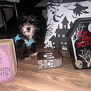 Oreo joined the competition — help win amazing prizes! puppy, dog, blue_shirt, wooden_floor, halloween, decorations, book, spider, box, coffin, sign, skull, witch, haunted_house, pillow, black_dog, white_paws, floor, indoor, cute