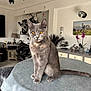 cat, gray_cat, amber_eyes, table, blue_tablecloth, indoor, living_room, motorcycle, lamp, picture_frame, flower_pot, orchid, decor, furniture, pet, animal, sitting, portrait, whiskers, tail