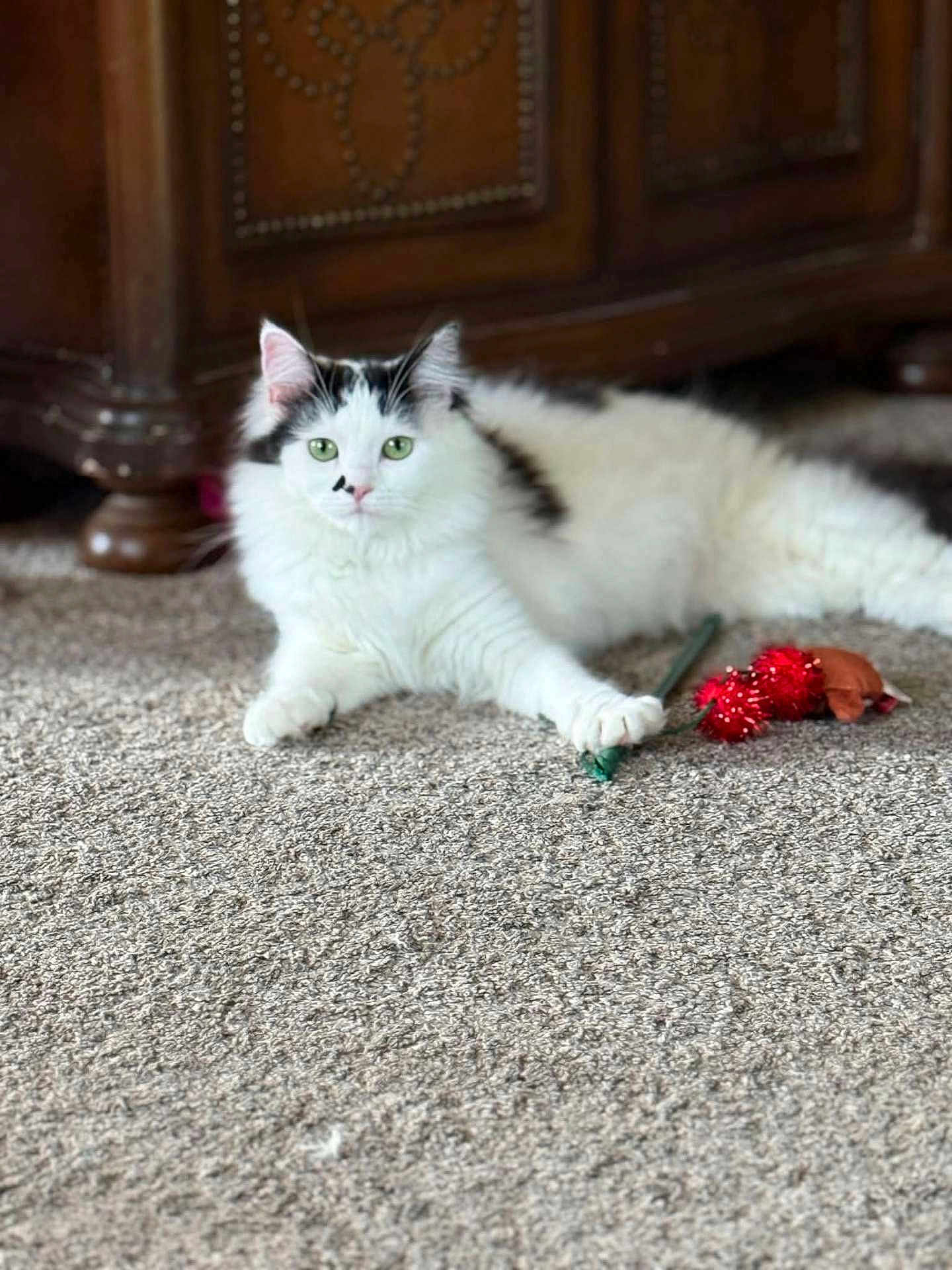 Izzy